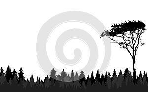 landscape pine forest background jungle tree woods sky black & white horizontal panoramic view beautiful scenary