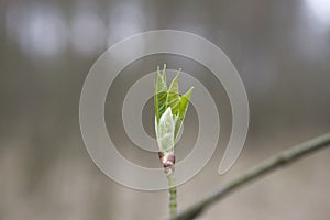 A l small delicate first spring bud on a tree branch