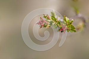 A l small delicate first spring bud on a tree branch