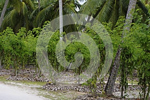 L'Union Estate, La Digue, Seychelles islands