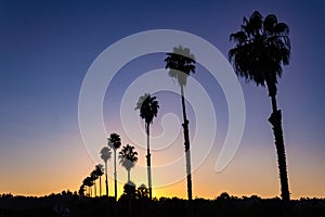 L view of a silhouetted row of palm trees at sunset.
