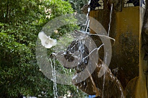 La Aguadora fountain detail in the Plaza/Square Gabriel Miro photo