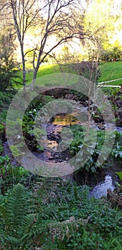 La belle nature dans le jardin botanique