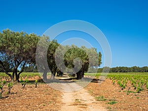 La Cadiere d'Azur, France - May 17th 2022: An alley of olive trees in a vineyard