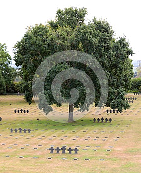 La Cambe, N, France - August 21, 2022: Tree on the German war cemetery in Normandy France