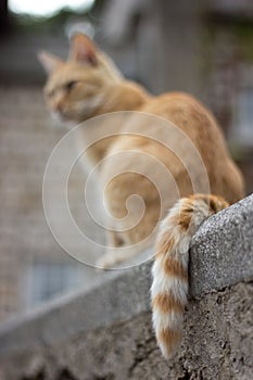 La coda del gatto photo