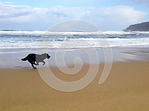 Oído externo Playa. el perro es un sobre el Playa de 