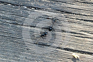 la coppia di formiche sopra il legno photo