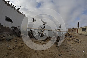 La CurÃÂ©e - Birds flying around and fighting over some fish