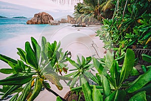 La Digue Island, Seychelles. Beautiful tropical sandy beach with exotic plants in evening sunset light. Granite rocks