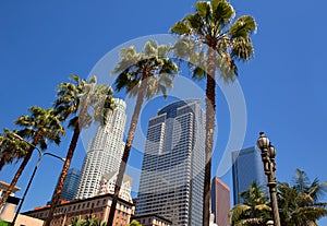 LA Downtown Los Angeles Pershing Square palm tress