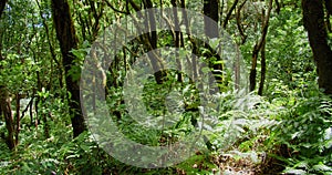 La Ensillada, Cabeza de Tejo, walking through Bosque Encantado in Anaga Forest on Tenerife, Canary Islands, Spain photo