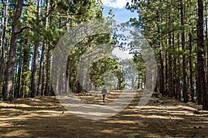 La Esperanza forest walk, Tenerife island photo