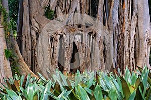 La estrategia del gigante in Botanical Gardens