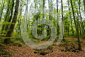 La Fageda d `en Jorda, in la Garrotxa, Spain