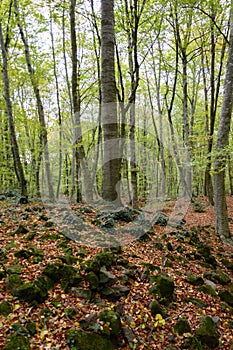 la Fageda d `en Jorda, in la Garrotxa, Spain