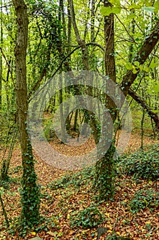 La Fageda d `en Jorda, in la Garrotxa, Spain