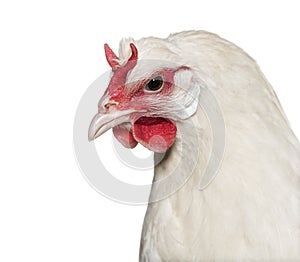 La Fleche chicken against white background