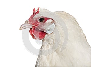 La Fleche chicken against white background