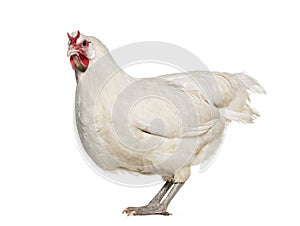 La Fleche chicken standing against white background