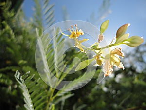 the tamarind flower in spring photo