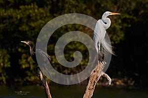 La Garza and Carmoran in the estuary photo