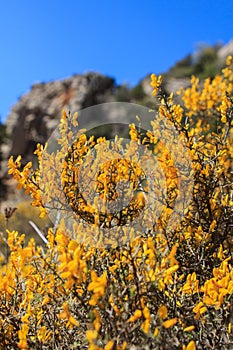La Genista scorpius amarilla que crece en la Sierra del Montsant photo