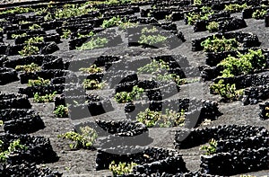 La Geria landscape in Lanzarote is vine growing at vineyards on volcanic ash, they produce Malvasia white wine