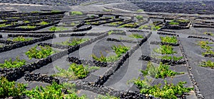 La Geria vineyard on black volcanic soil