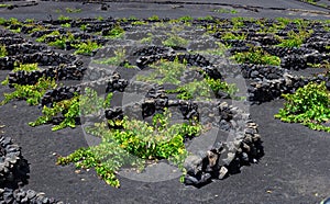 La Geria vineyard on black volcanic soil
