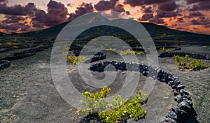 La Geria vineyard on black volcanic soil