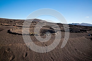 La Geria Vineyard in Lanzarote