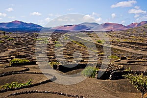 La Geria Vineyard in Lanzarote