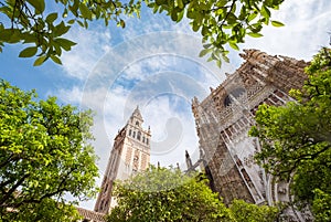 La Giralda bell tower of the Cathedral of Seville shot from the Patio de los Naranjos (Courtyard of the Orange trees) photo