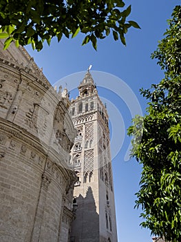 La Giralda tower of the Cathedral of Seville wide angle shot from the Patio de los Naranjos photo