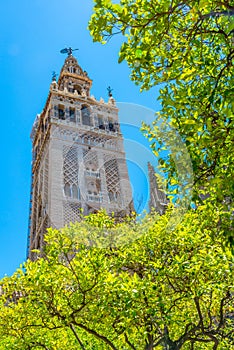 La Giralda bell tower viewed from patio de los naranjos at the cathedral of Sevilla, Spain photo