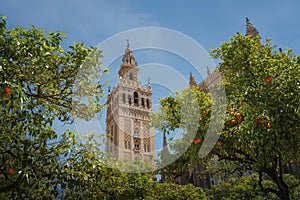 La Giralda (Seville Cathedral Tower) at Patio de los Naranjos - Seville, Andalusia, Spain photo