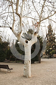 La Glorieta park in the afternoon in Alcoy photo