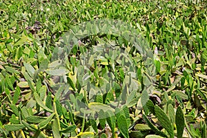 La Guatiza Nopal cactus chumbera garden field photo