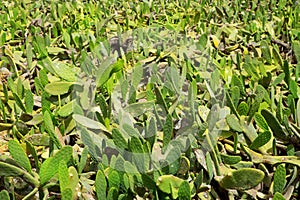 La Guatiza Nopal cactus chumbera garden field photo