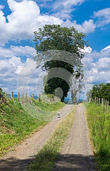 La naturaleza y el campo colombiano. photo