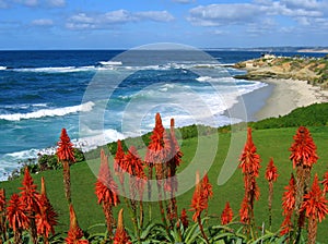 La Jolla coast, California, with red succulents