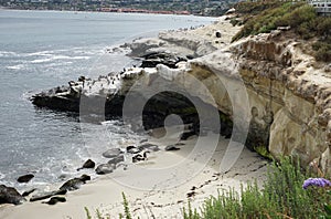 La Jolla Cove