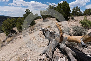 La Junta hiking trail, New Mexico.