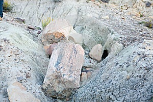 La Leona petrified forest, Patagonia, Argentina