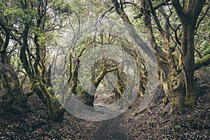 La Llanía forest path. El Hierro island. Canary islands. Spain