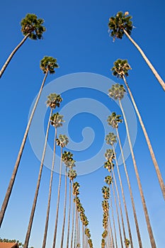 LA Los Angeles palm trees in a row typical Califor