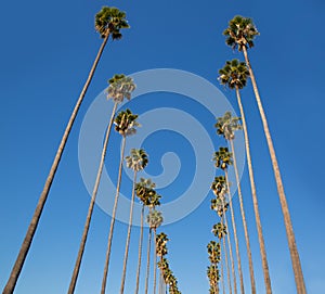 LA Los Angeles palm trees in a row typical California