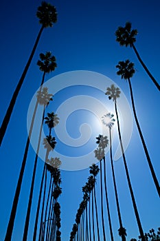 LA Los Angeles palm trees in a row typical California