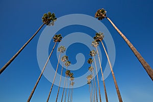 LA Los Angeles palm trees in a row typical California